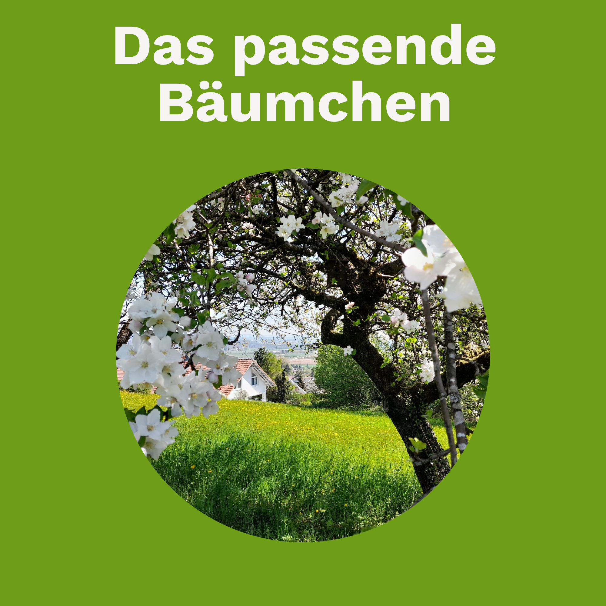 Das passende Bäumchen