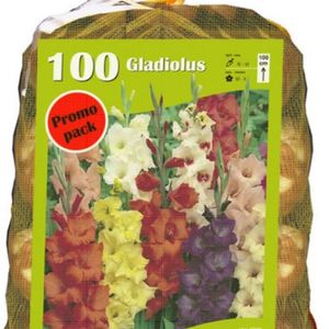 Gladiolen großblütrigen sorten (Großbeutel) €16,99 